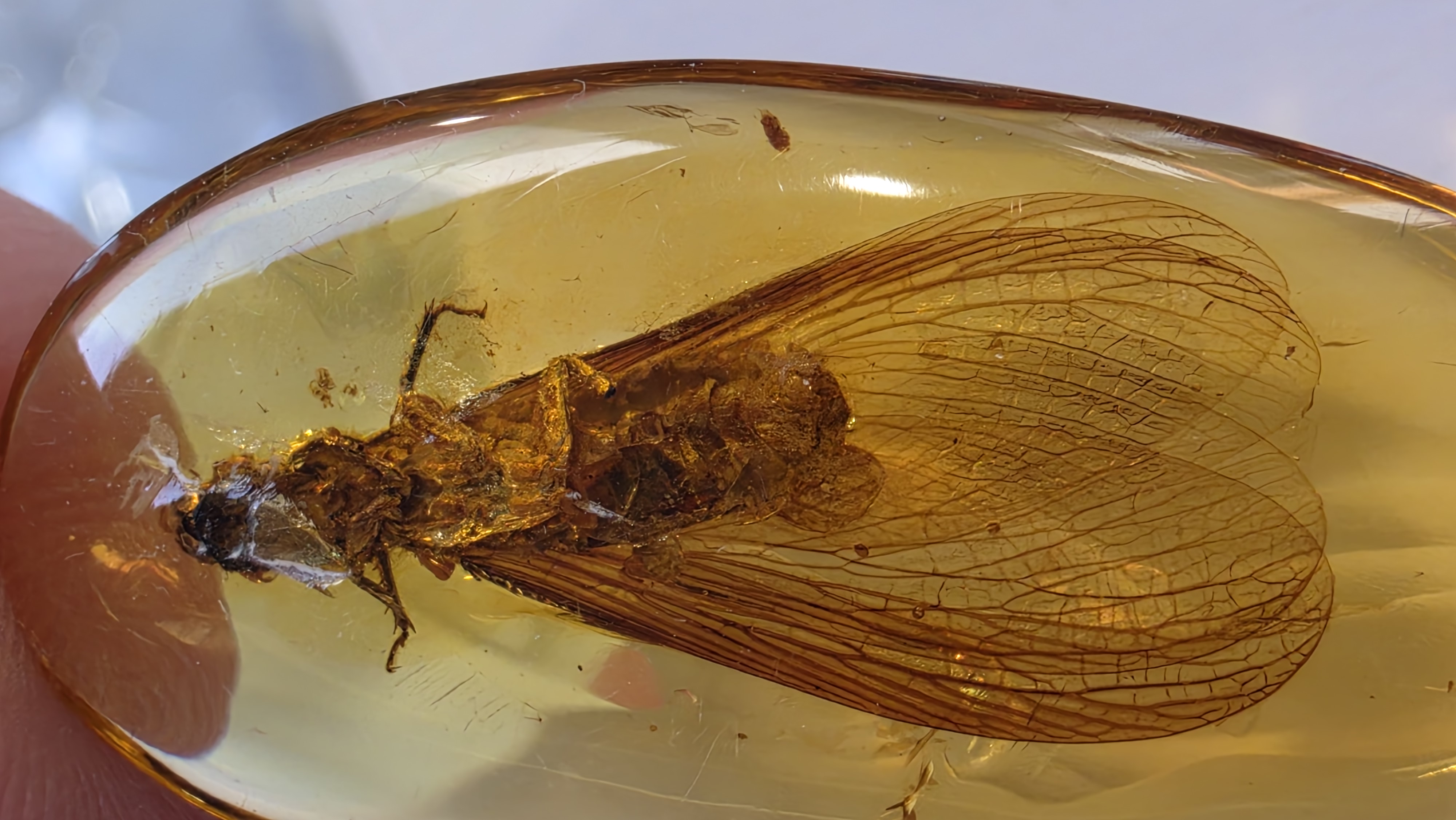 Probable Winged Termite in Burmite - Test